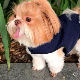 Casaco Pet com Gola Personalizado