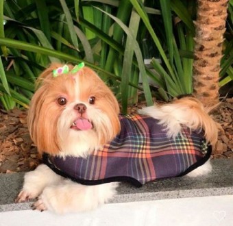 Casaco Pet Estampado 100% Personalizável
