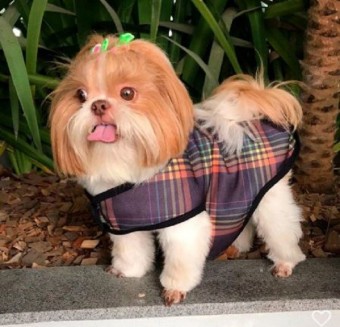Casaco Pet Estampado 100% Personalizável