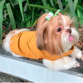 Blusão Pet Personalizável
