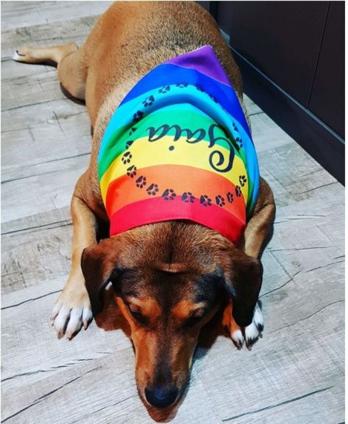 Bandana para cachorro personalizada Arco Íris para pet