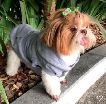 Casaco Pet Moletom Canguru Personalizado 