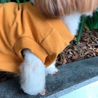 Blusão Pet Personalizável